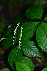 Chloranthus henryi