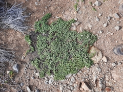 Pimelea urvilleana