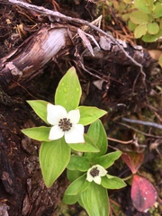 Cornus unalaschkensis