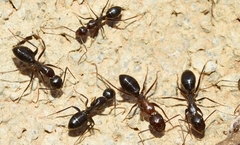 Camponotus sylvaticus