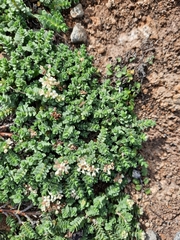 Pimelea urvilleana