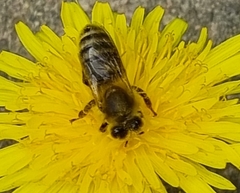 Apis mellifera