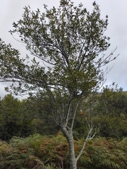 Kigelia africana