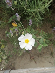Cistus salviifolius