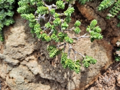 Pimelea urvilleana