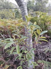 Kigelia africana