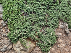 Pimelea urvilleana