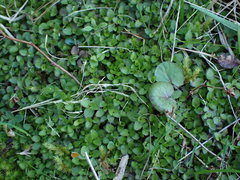 Leptostigma setulosum