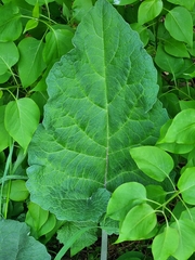 Arctium