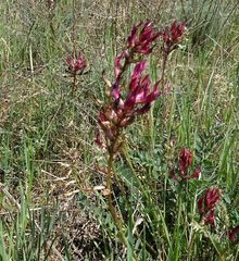 Astragalus brachycarpus