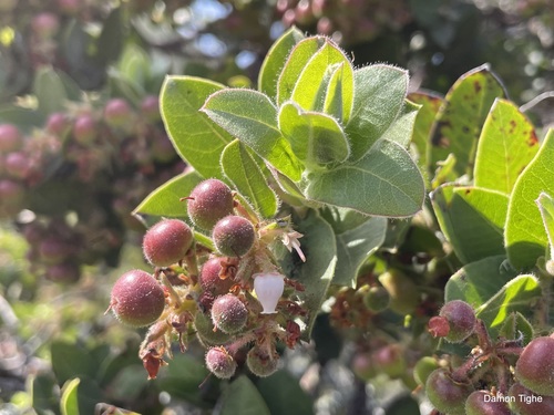 Montara Manzanita fruiting
