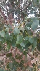 Eucalyptus baueriana thalassina