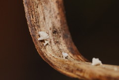Panellus minimus