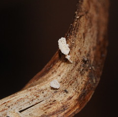 Panellus minimus