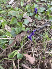 Viola odorata