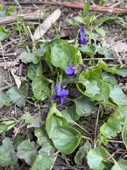 Viola odorata