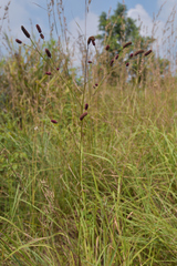 Sanguisorba longifolia
