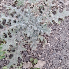 Cirsium vulgare