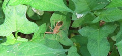 Epidaus tuberosus