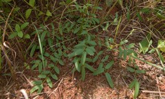Sanguisorba longifolia