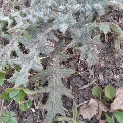 Cirsium vulgare