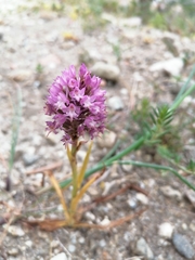 Anacamptis pyramidalis