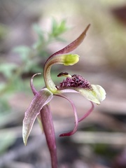 Chiloglottis curviclavia