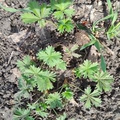 Potentilla argentea