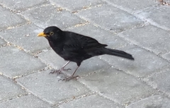 Turdus merula