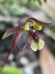Chiloglottis curviclavia