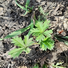 Potentilla argentea