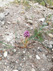 Anacamptis pyramidalis