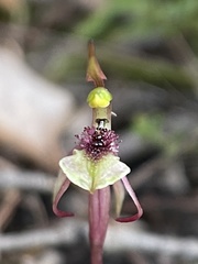 Chiloglottis curviclavia
