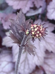 Angiospermae