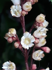 Angiospermae