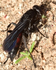 Entomobora