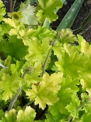 Angiospermae