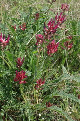Astragalus brachycarpus