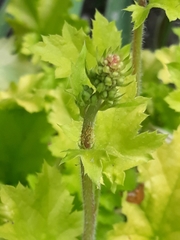 Angiospermae