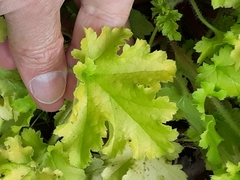 Angiospermae