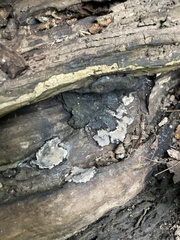 Fungi