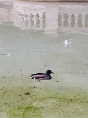 Anas platyrhynchos