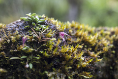 Specklinia cactantha