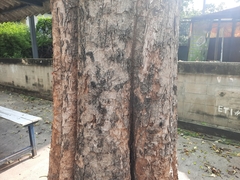 Dolichandrone serrulata
