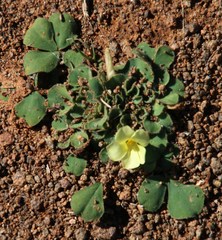 Oxalis melanosticta melanosticta