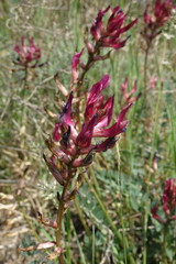Astragalus brachycarpus