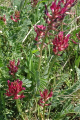 Astragalus brachycarpus