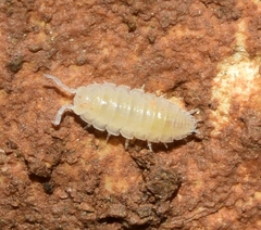 Platyarthridae