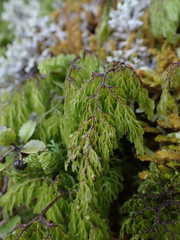 Hymenophyllum bivalve image