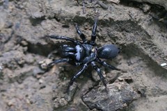 Sphodros niger